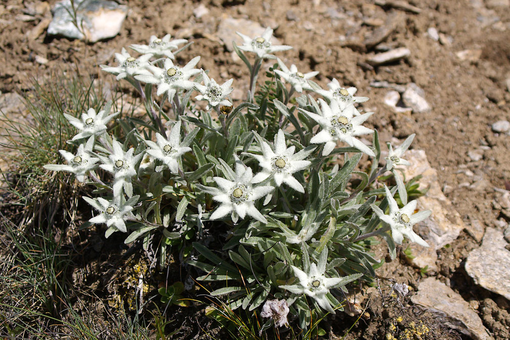 Leontopodium alpinum / Stella alpina